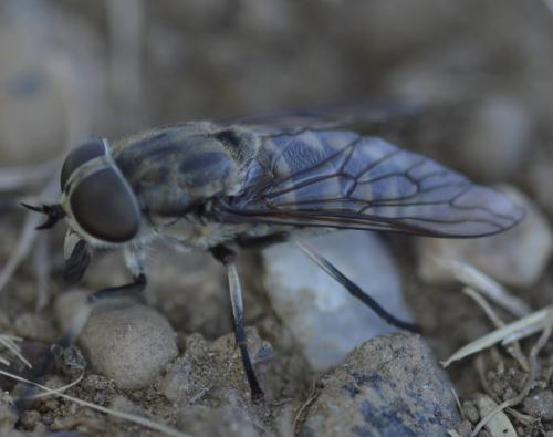 Tabanus rectus